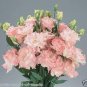100 Rare Eustoma Seeds Perennial Flowering Plants Balcony Potted Flowers Seeds