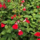 100 Salvia microphylla ' Hot Lips' Bonsai Potted Plant Seeds