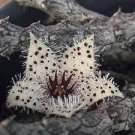 200 Exotic Rare Cactus Bonsai Stapelia Pulchella Bonsai Seeds