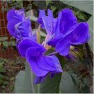 10 Canna Seeds Plants Indoor Outdoor Pot Flower Seeds