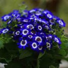 50 Rare Blue Daisy Seeds