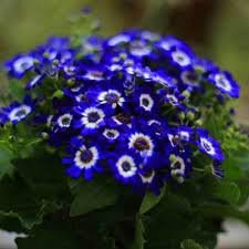 50 Rare Blue Daisy Seeds
