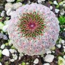 200 Egg Succulents Bonsai Echinopsis Tubiflora Cactus Flores Seeds