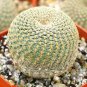200 Egg Succulents Bonsai Echinopsis Tubiflora Cactus Flores Seeds
