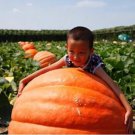 20 Super Large Pumpkin Seeds