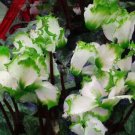 10 Cyclamen Perennial Hardy Flowers Seeds