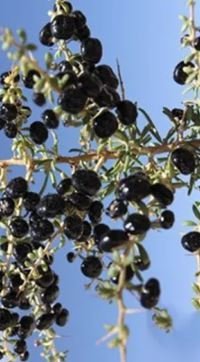 50 Mixed Qinhai Black & Red Ningxia Gogi Wolfberry Seeds