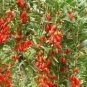 50 Mixed Qinhai Black & Red Ningxia Gogi Wolfberry Seeds