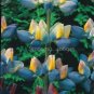 20 Heirloom Yellow Blue White Lupine Flowers Seeds