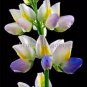 20 Heirloom Yellow Blue White Lupine Flowers Seeds