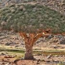 10 Dragon Blood Tree (Dracaena cinnabari Balf) seeds