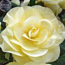 30 Begonia Semper Bonsai Flower Seeds