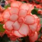 30 Begonia Semper Bonsai Flower Seeds