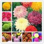 200 Genuine Flower seeds chrysanthemum Seeds