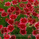 20 Rare Hardy Multi-color Jewel Ruby Frost Coreopsis Flower Seeds