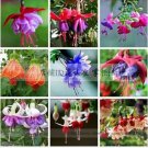 100 Fuchsia , Bonsai Hanging Flowers Seeds