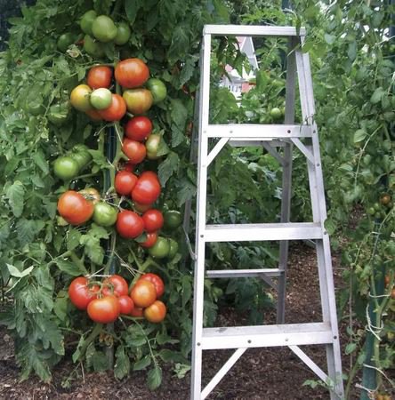 100 Park's Whopper CR Improved Hybrid Tomato Seeds