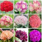 20 Rare Geranium Bonsai Apple Blossom Rosebud Pelargonium Hortorum Perennial Flower Seeds