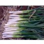 1000 Chinese Green Onion Fresh Vegetables Welsh Onion Scallion Seeds