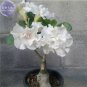 2 Bai Nangzi' White Wrinkled Adenium Desert Rose Seeds