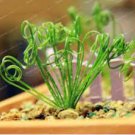 100 Latifolia Spring Grass Bonsai Albuca Namaquensis Spiral Grass Bonsai Seeds