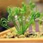 100 Latifolia Spring Grass Bonsai Albuca Namaquensis Spiral Grass Bonsai Seeds