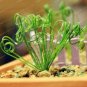 100 Latifolia Spring Grass Bonsai Albuca Namaquensis Spiral Grass Bonsai Seeds