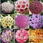 100 Seeds - 24 Color Available Rare Ball Orchid Flower Bonsai