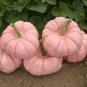 10 New Pink Pumpkin Vegetables Seeds