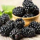 400 New Heirloom Mix Four different varieties of Rare Raspberry seeds