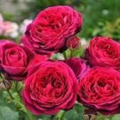 50 Rare Heathcliff Dark Red Cupped Double Rose Seeds