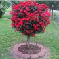 50 Big Blooming Fresh Red Rose Tree for Landscape Seeds