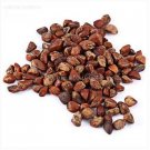 50 Black Baccara Rose Shrub Seeds