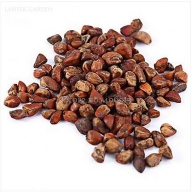50 Black Baccara Rose Shrub Seeds
