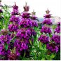 20 Certified Organic Lemon Bee Balm Seeds