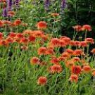 200 Echinacea 'COLORBURST' Orange Hybrid Bonsai Coneflowers Seeds
