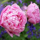 5 Heirloom Purple Chinese Peony Flower Seeds