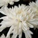 50 White Chrysanthemum Flower Seeds
