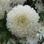 50 White Chrysanthemum Flower Seeds