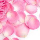 5 Peony Rose Water Pink Petals Flower Seeds