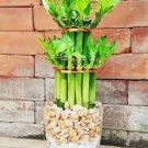 50 Lucky Bamboo Seeds Green Indoor Plants Seeds