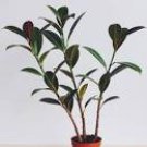 50 Rare Bonsai Ficus Elastica Decora Indian Rubber Tree Purify Seeds