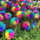 20 Rainbow Chrysanthemum Flower Seeds