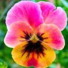 100 Pansy Seeds Wavy Viola Tricolor Flower Seeds