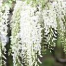 100 Variety White Wisteria Flower Woody Plant Seeds