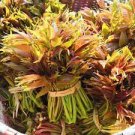 50 Chinese Toon Seeds Edible Red Oil Toon Sinensis Tree Bonsai Seeds