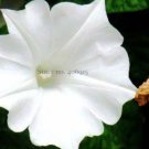 10 Imported Purely White Morning Glory Seeds