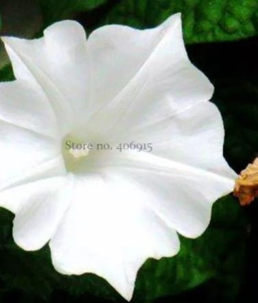 10 Imported Purely White Morning Glory Seeds