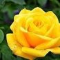 50 Heirloom Yunnan Yellow Rose Flower Perennial Shrub Plant Seeds