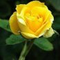 50 Heirloom Yunnan Yellow Rose Flower Perennial Shrub Plant Seeds